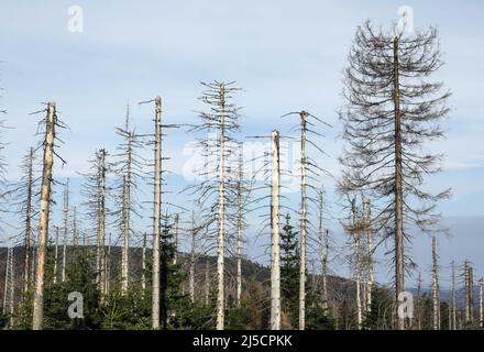 Oderbrueck, DEU, 19.07.2020 - Dead spruces, due to infestation by bark beetles. The gray silhouettes of dead spruces tower into the sky or lie wildly on top of each other. But even though many dead trees can be seen, this forest is as alive and dynamic as rarely before. In the Harz National Park bark beetles are not combated. They help to turn formerly managed forests back into natural, wild forests with a variety of structures. [automated translation] Stock Photo