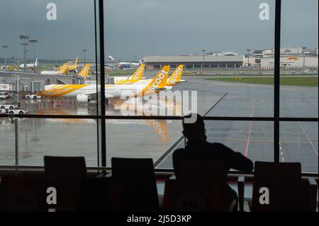 Nov. 15, 2021, Singapore, Republic of Singapore, Asia - View from the observation gallery in Terminal 1 of parked Scoot Airlines passenger aircraft at Changi International Airport. Scoot is a low-cost airline from Singapore and a subsidiary of Singapore Airlines. [automated translation] Stock Photo