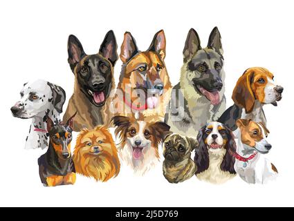 Set of colorful realistic vector portraits of different dogs breeds. Vector isolated illustration. Horizontal banner on white background. For print, d Stock Vector