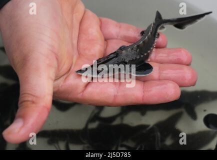 Brandenburg, Germany. 22nd Apr, 2022. 22 April 2022, Brandenburg, Angermünde/Ot Criewen: A Nabu staff member holds a young sturgeon on his hand in the Lower Oder Valley National Park near the Stützkow lookout tower before it is released into the water of the Oder River. The Nabu Center Blumberger Mühle together with the Leibniz Institute of Freshwater Ecology and Inland Fisheries (IGB) and the pond management Blumberger Teiche have released about 500 young Baltic sturgeon into the Oder River. Sturgeon stocking in the border river has been taking place for fifteen years, and efforts to reintrod Stock Photo