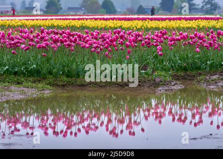 Muddy Field Skagit Valley Tulips. A field of tulips after heavy rain in the Skagit Valley, Washington State. Stock Photo