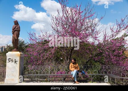 Man relaxes in Villa Bellini (city park with gardens) near graffiti and a beautiful blossoming tree with deep pink flowers, Cercis siliquastrum L. (Fabaceae) known as Judas tree. Cortana, Sicily. Italy (129) Stock Photo