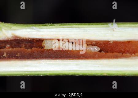 Larva of a longhorn beetle - Oberea oculata in the branch of a willow tree. Stock Photo