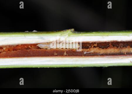 Larva of a longhorn beetle - Oberea oculata in the branch of a willow tree. Stock Photo