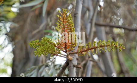 Blooming Flowers of Grevillea robusta also known as Australian silky oak. Spotted in BTM lake or madiwala lake Bengaluru Stock Photo