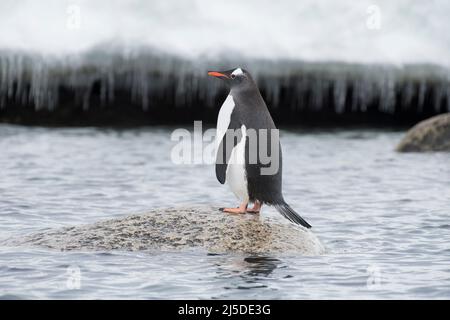 One Gentoo Penguin on the rock in Antarctica Stock Photo