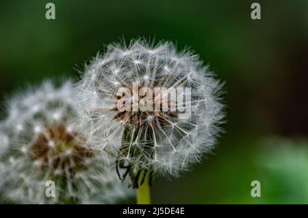 Dandelion seed heads Stock Photo