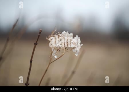 Dry hydrangea flowers on a blurry background. Hydrangea Hortensis. Seasonal nature background. Spring landscape details. Wild plants in meadow. Stock Photo