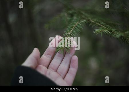 Forest care ecology, hand holding fir tree branch. Fluffy branches of a evergreen fir trees.  Stock Photo
