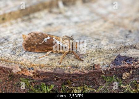 Common Swift Moth; Korscheltellus lupulina; UK Stock Photo
