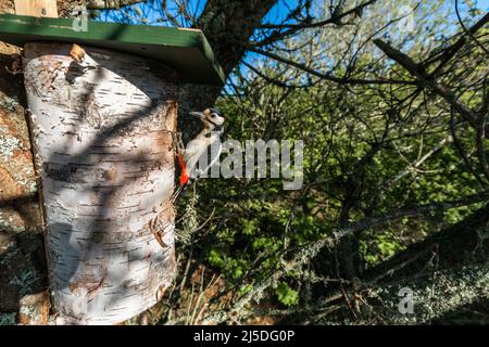 Great Spotted Woodpecker; Dendrocopos major; Male at Nest Box; UK Stock Photo