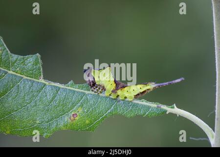 Puss Moth; Cerura vinula; Larva On Willow; UK Stock Photo