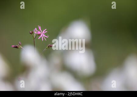 Ragged Robin; Lychnis flos-cuculi; Flower amongst Cotton Grass; UK Stock Photo