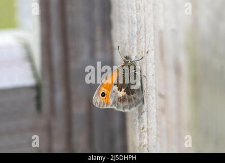 Small Heath Butterfly; Coenonympha pamphilus; UK Stock Photo