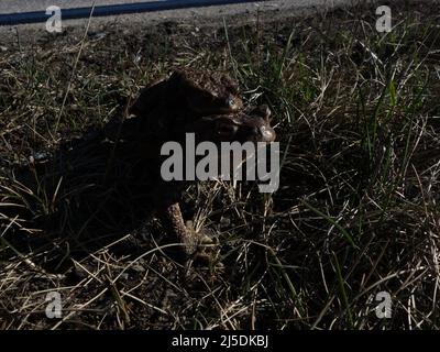A male toad rides piggy back on a female toad, a small rest at the roadside, after having survived the dangerous crossing of the road. Stock Photo