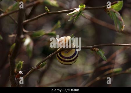 The snail crawls on the branches of a tree. Stock Photo