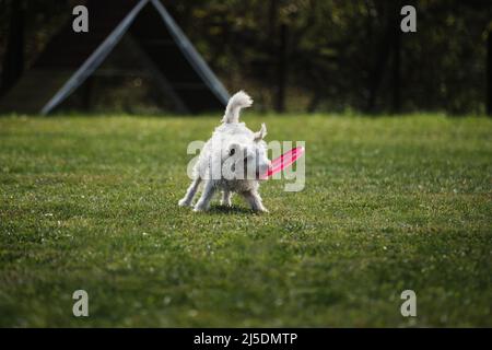 Dog frisbee. Wire-haired Jack Russell Terrier is having fun playing on field with flying saucer. Competitions of dexterous dogs of all breeds.with Stock Photo