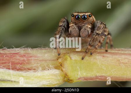 Jumping spider walking on a dandelions flower stem Stock Photo
