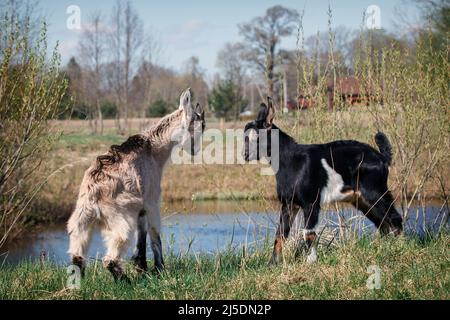 Two young and little goats game of fight near the  water body in the meadow Stock Photo