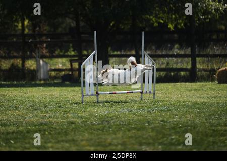 Wire haired Jack Russell Terrier jumps over special barrier at agility competitions. Sports for dogs of any breed and also without breed, mestizos and Stock Photo