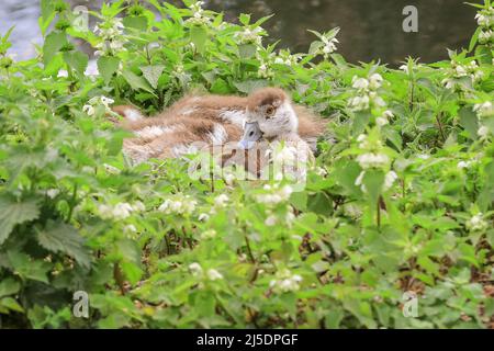 London, UK. 22nd Apr, 2022. A fluffy Egyptian goose gosling peeks up sleepily whilst its siblings are snoozing in the sunshine by the lake in St James Park, Westminster, today. A day of mixed weather with gusty winds saw both sunshine and cloudy conditions in the capital. Credit: Imageplotter/Alamy Live News Stock Photo