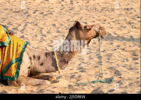 Camel with traditioal dress, is waiting for tourists for camel ride at Thar desert, Rajasthan, India. Camels, Camelus dromedarius, are large desert an Stock Photo