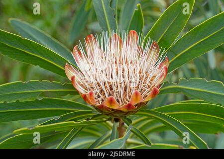 Common protea (Protea caffra) in flower at the Kirstenbosch National Botanical Garden near Cape Town / Kaapstad, Western Cape, South Africa Stock Photo