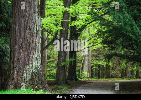 Forest path, Stanley Park, Vancouver, British Columbia, Canada Stock Photo