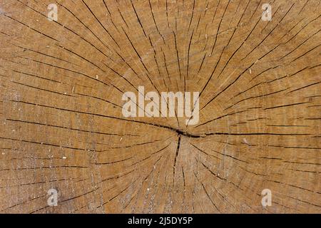 Closeup macro view of end cut wood tree section with cracks and annual rings. Natural organic texture with cracked and rough surface. Flat wooden surf Stock Photo