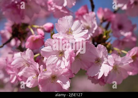 Beautiful pink cherry blossoms in a public park, close-up photography Stock Photo
