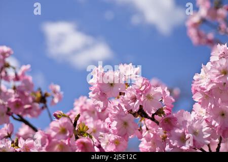 Branches of pink cherry blossoms on the tree under blue sky, Sakura flowers in Springtime Stock Photo