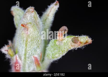 Apple Case Bearer where the larva of a Coleophora malivorella. Young caterpillar on developing apple leaves in spring. Stock Photo