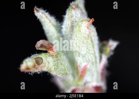 Apple Case Bearer where the larva of a Coleophora malivorella. Young caterpillar on developing apple leaves in spring. Stock Photo