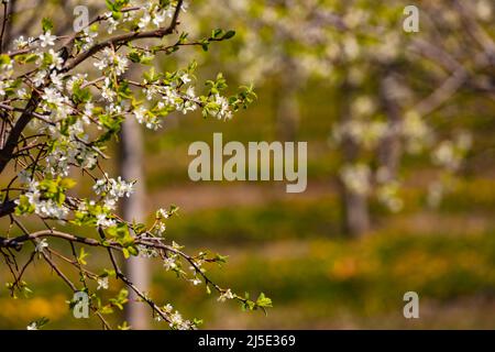 Branches of a Mirabelle tree isolated in front of trees on a plantation in spring Stock Photo