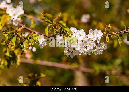 Close up of white cherry blossoms on a branch in spring against a natural background Stock Photo