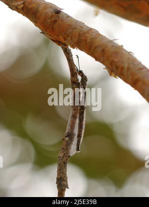 Antlion - Myrmeleon formicarius - on a tree in France Stock Photo