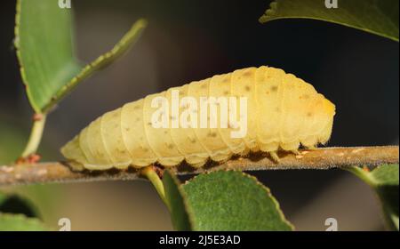 Closeup photo of Scarce Swallowtail larva - Iphiclides podalirius - with dew drops Stock Photo