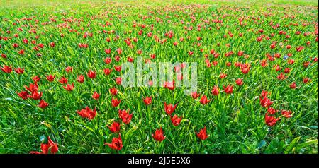 Field of wild tulip flowers in springtime, Cyprus endemic variety Stock Photo