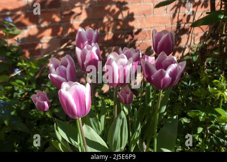 Pink and white variegated tulips against an old brick wall in garden in Ruskington, Sleaford, England, UK Stock Photo