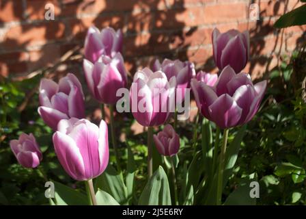 Pink and white variegated tulips against an old brick wall in garden in Ruskington, Sleaford, England, UK Stock Photo