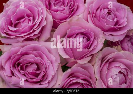 photo of beautiful roses on  background Stock Photo