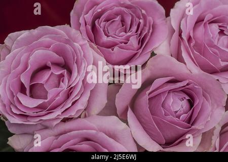photo of beautiful roses on  background Stock Photo