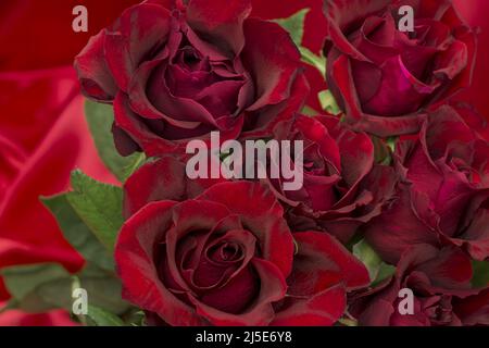 photo of beautiful roses on  background Stock Photo