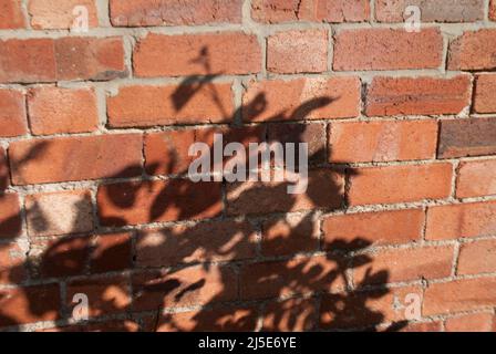 Shadow of rose bush leaves against an old brick wall in garden in Ruskington, Sleaford, England, UK Stock Photo