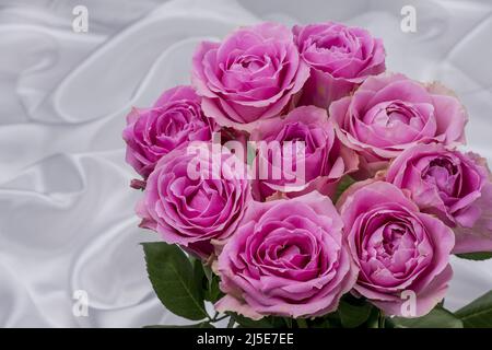 photo of beautiful roses on  background Stock Photo