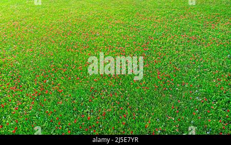 Field of wildflower tulips, vier from above. Natural abstract background Stock Photo