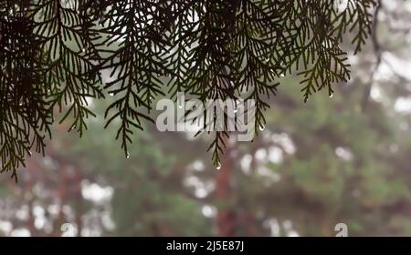 Beautiful thuja branches with water drops on a blurred background, selective focus .Evergreen thuja tree. Beautiful natural background. A beautiful de Stock Photo