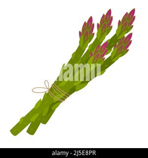 Asparagus vector illustration isolated on white background. Green with purple asparagus sprouts in bunch. Illustration in cartoon style Stock Vector