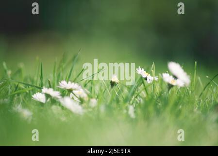 Lawn with daisies in Springtime Stock Photo