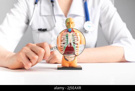 Doctor magnifies with loupe lungs in 3d human model. Anatomy, medical education, respiratory system concept. Woman with stethoscope in lab coat sitting at table. High quality photo Stock Photo